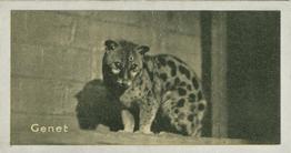 1925 Carreras A “Kodak” at the Zoo (Second Series of 50) #14 Genet Front