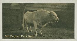1925 Carreras A “Kodak” at the Zoo (Second Series of 50) #15 Park Bull Front