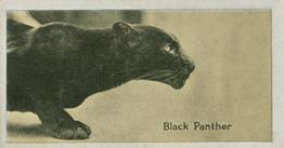 1925 Carreras A “Kodak” at the Zoo (Second Series of 50) #17 Black Panther Front