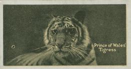 1925 Carreras A “Kodak” at the Zoo (Second Series of 50) #18 Tiger Front
