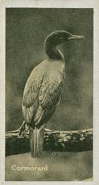 1925 Carreras A “Kodak” at the Zoo (Second Series of 50) #27 Cormorant Front