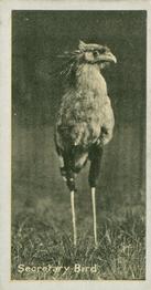 1925 Carreras A “Kodak” at the Zoo (Second Series of 50) #33 Secretary Bird Front