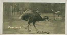 1925 Carreras A “Kodak” at the Zoo (Second Series of 50) #40 Cassowary Front