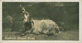 1925 Carreras A “Kodak” at the Zoo (Second Series of 50) #43 Kashmir Shawl Goat Front