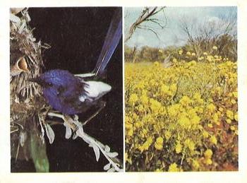 1976 Weet-Bix Australia's Own Birds & Wildflowers #9 Blue Wren / Orange Immortelle Front