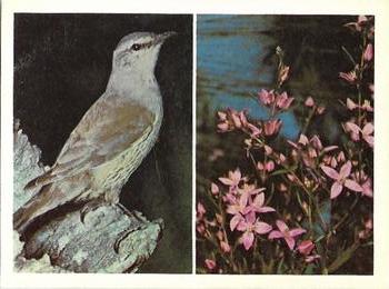 1976 Weet-Bix Australia's Own Birds & Wildflowers #16 Brown Treecreeper / Pink Baronia Front