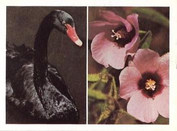 1976 Weet-Bix Australia's Own Birds & Wildflowers #19 Black Swan / Hibiscus Front