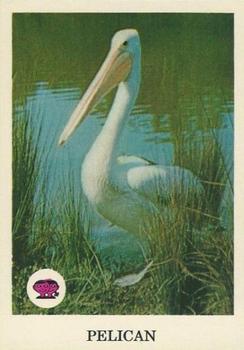 1966 Scanlens Animals of Australia #4 Pelican Front