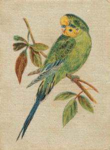 1915 B. Morris & Sons English and Foreign Birds - Silks #1 Australian Green Parrakeet Front