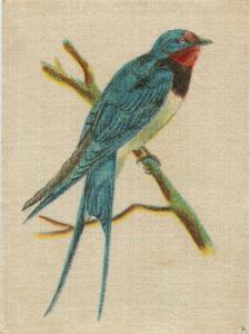 1915 B. Morris & Sons English and Foreign Birds - Silks #2 Common House Swallow Front