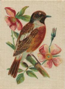 1915 B. Morris & Sons English and Foreign Birds - Silks #4 Stone Chat Front