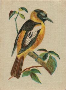1915 B. Morris & Sons English and Foreign Birds - Silks #5 Hang-Nest Oriole Front