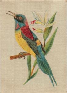 1915 B. Morris & Sons English and Foreign Birds - Silks #6 Burmese Yellow Back Sun Bird Front