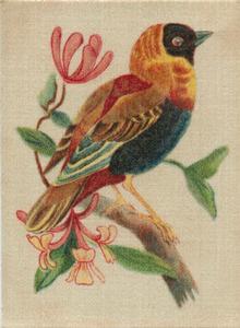 1915 B. Morris & Sons English and Foreign Birds - Silks #8 Orange Weaver Bird Front