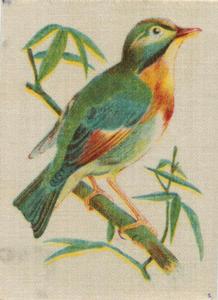 1915 B. Morris & Sons English and Foreign Birds - Silks #9 Pekin Robin Front