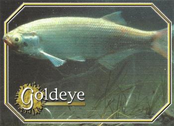 2010 South Dakota Game, Fish and Parks Fish #16 Goldeye Front