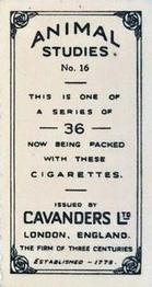 1936 Cavanders Animal Studies #16 The Three Disgraces Back