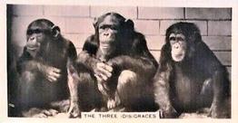1936 Cavanders Animal Studies #16 The Three Disgraces Front
