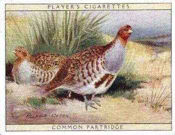 1928 Player's Game Birds and Wild Fowl (Large) #12 Common Partridge Front