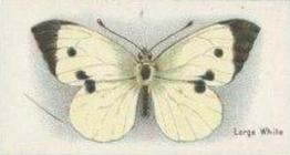 1925 William Gossage & Son Butterflies & Moths #9 Large White Butterfly Front