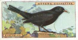1923 Ogden’s British Birds (Cut Outs) #1 Blackbird Front