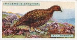 1923 Ogden’s British Birds (Cut Outs) #13 Red Grouse Front