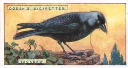1923 Ogden’s British Birds (Cut Outs) #17 Jackdaw Front
