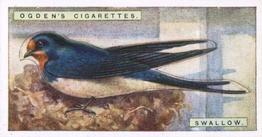 1923 Ogden’s British Birds (Cut Outs) #41 Swallow Front