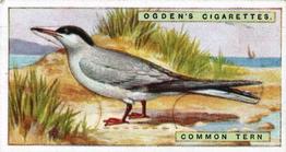 1923 Ogden’s British Birds (Cut Outs) #42 Common Tern Front