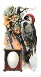 1912 Fry's Birds & Their Eggs #2 The Woodpecker Front