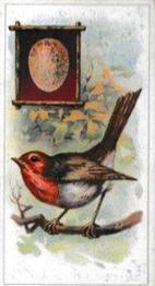 1912 Fry's Birds & Their Eggs #9 The Robin Front