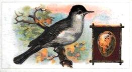 1912 Fry's Birds & Their Eggs #12 The Blackcap Warbler Front