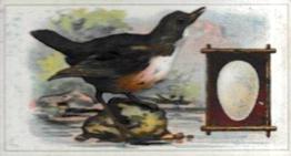 1912 Fry's Birds & Their Eggs #21 The Dipper Front