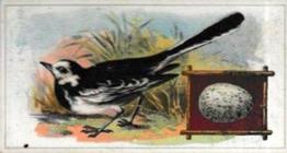 1912 Fry's Birds & Their Eggs #22 The Pied Wagtail Front