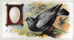1912 Fry's Birds & Their Eggs #24 The Wood-Pigeon Front