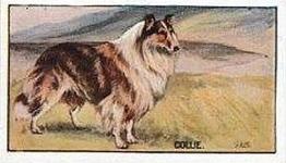 1924 Sanders Bros. Dogs #2 Collie Front
