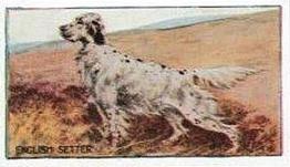 1924 Sanders Bros. Dogs #6 English Setter Front