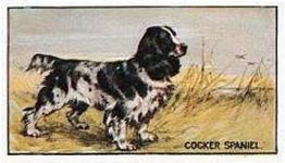 1924 Sanders Bros. Dogs #10 Cocker Spaniel Front