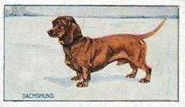 1924 Sanders Bros. Dogs #11 Dachshund Front