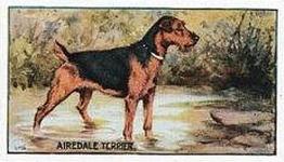 1924 Sanders Bros. Dogs #14 Airedale Terrier Front