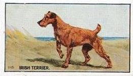 1924 Sanders Bros. Dogs #15 Irish Terrier Front
