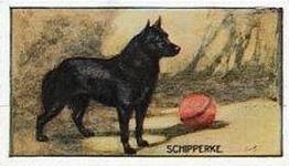1924 Sanders Bros. Dogs #16 Schipperkes Front
