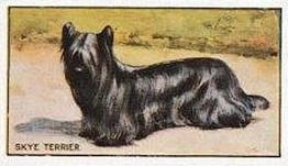1924 Sanders Bros. Dogs #18 Skye Terrier Front
