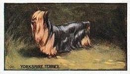 1924 Sanders Bros. Dogs #19 Yorkshire Terrier Front