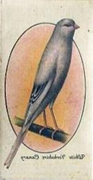1933 Player's Aviary and Cage Birds - Transfers #5 White Yorkshire Canary (Even-marked) Front