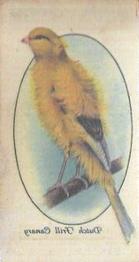 1933 Player's Aviary and Cage Birds - Transfers #10 Dutch Frill Canary Front