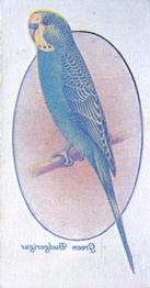 1933 Player's Aviary and Cage Birds - Transfers #20 Green Budgerigar Front