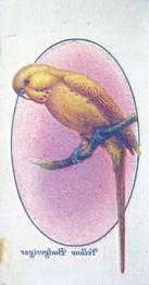 1933 Player's Aviary and Cage Birds - Transfers #22 Yellow Budgerigar Front