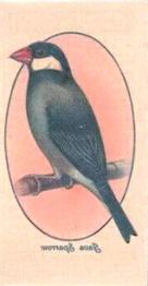 1933 Player's Aviary and Cage Birds - Transfers #40 Java Sparrow Front