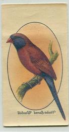 1933 Player's Aviary and Cage Birds - Transfers #43 Violet-Eared Waxbill Front